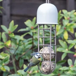 Tree Hanging Fat Ball Feeder - Putty -Cheap Plants Store pr2000041703 card4 lg