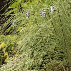 Plant/bulb Marking Stake - Shamrock -Cheap Plants Store pr2000041716 card4 lg