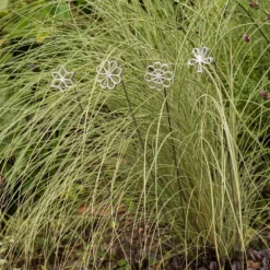 Plant/bulb Marking Stake - Shamrock -Cheap Plants Store pr2000041716 card5 lg