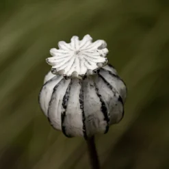 Perennial Plant/bulb Marking Stake Poppy Seed Head 10 Perennial Plant/bulb Marking Stake Poppy Seed Head -Cheap Plants Store pr2000041720 card4 lg