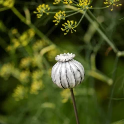 Perennial Plant/bulb Marking Stake Poppy Seed Head 12 Perennial Plant/bulb Marking Stake Poppy Seed Head -Cheap Plants Store pr2000041720 card6 lg