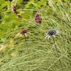 Scabiosa 'deadhead' Stake - Aged Zinc -Cheap Plants Store pr2000041722 card4 lg