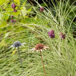 Scabiosa 'deadhead' Stake - Rust 9 Scabiosa 'deadhead' Stake - Rust -Cheap Plants Store pr2000041723 card5 lg