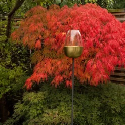 Tulip Stake Tealight Holder (adjustable Height) - Brushed Brass -Cheap Plants Store pr2000041729 card6 lg