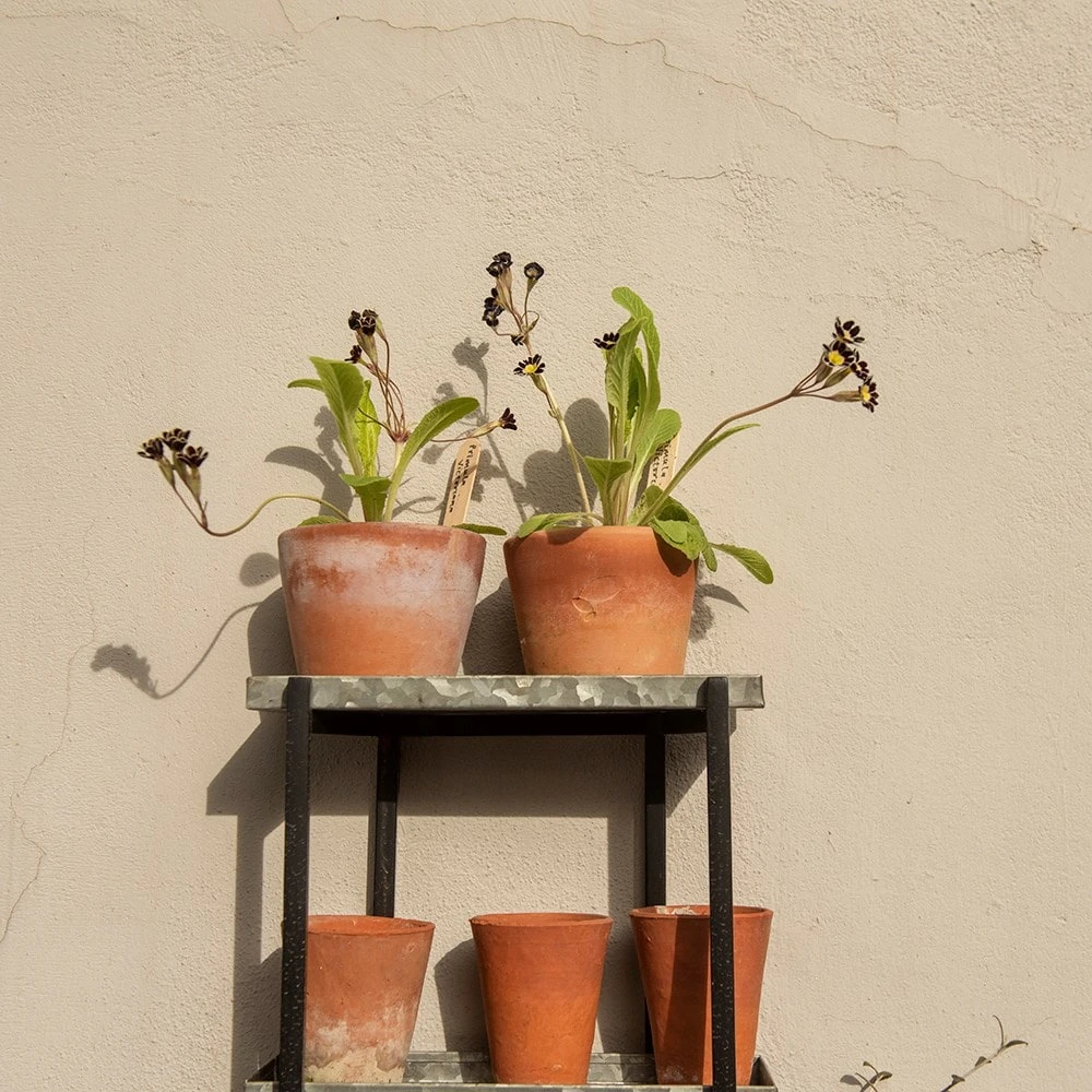 Wall Plant Display 5 Wall Plant Display - Image 5