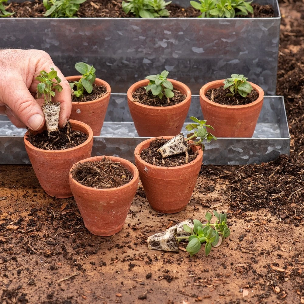 Galvanised Box With Ten Grow Pots 2 Galvanised Box With Ten Grow Pots - Image 2