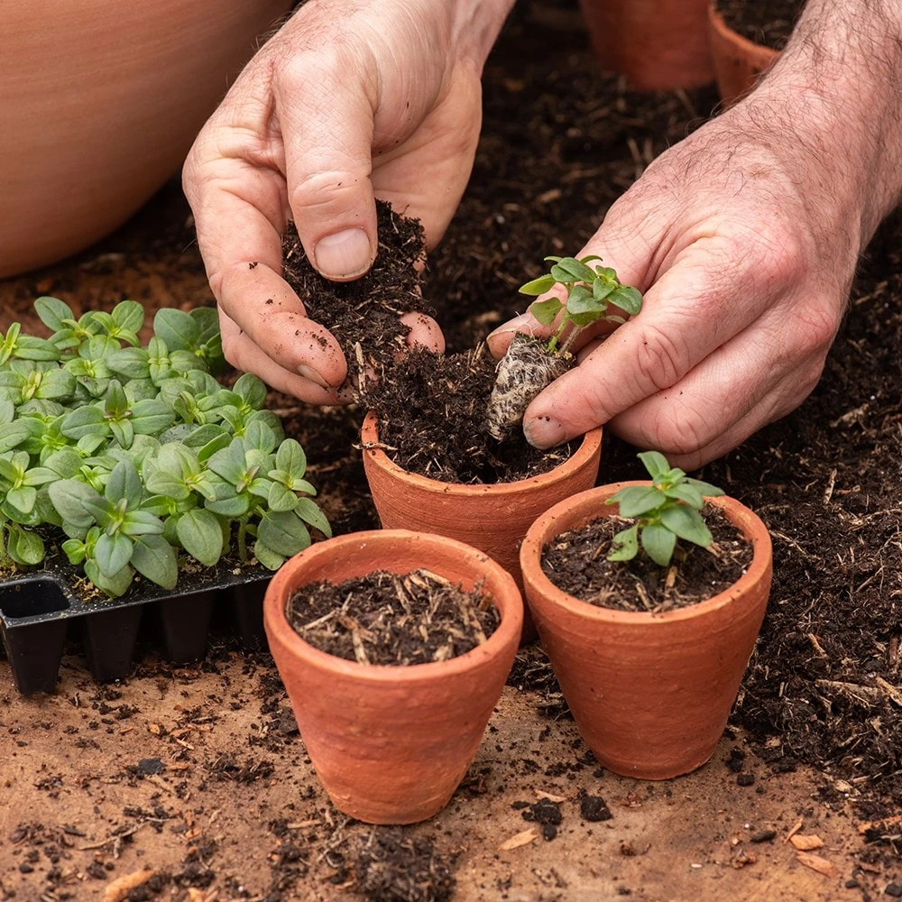 Galvanised Box With Ten Grow Pots 5 Galvanised Box With Ten Grow Pots - Image 5