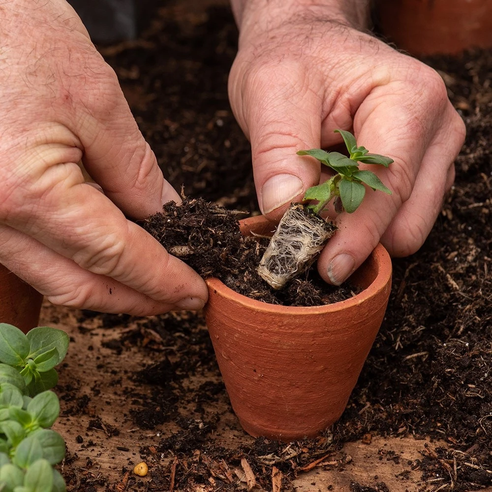 Galvanised Box With Ten Grow Pots 6 Galvanised Box With Ten Grow Pots - Image 6