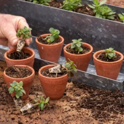 Galvanised Box With Ten Grow Pots 15 Galvanised Box With Ten Grow Pots -Cheap Plants Store pr2000041739 card8 lg