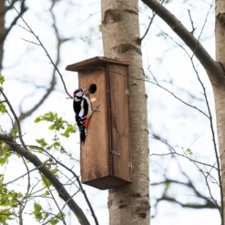 Woodpecker House