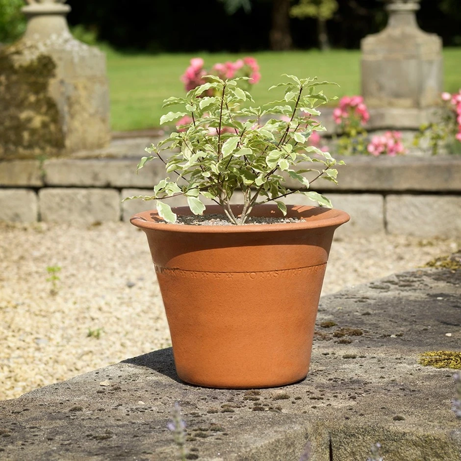 Terracotta Rimmed Pot Small 1 Terracotta Rimmed Pot Small