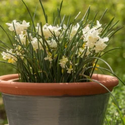 Grey Kitchen Planter 10 Grey Kitchen Planter -Cheap Plants Store pr2000044988 card3 lg