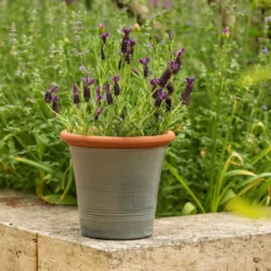 Grey Kitchen Planter 11 Grey Kitchen Planter -Cheap Plants Store pr2000044988 card4 lg