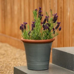 Grey Kitchen Planter 14 Grey Kitchen Planter -Cheap Plants Store pr2000044988 card7 lg