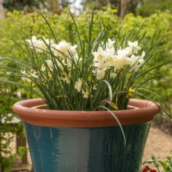 Dark Teal Kitchen Planter -Cheap Plants Store pr2000044992 card3 lg