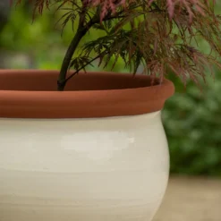 Ivory Bellied Planter 10 Ivory Bellied Planter -Cheap Plants Store pr2000045026 card3 lg