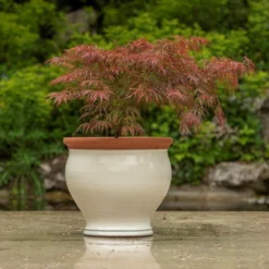 Ivory Bellied Planter 12 Ivory Bellied Planter -Cheap Plants Store pr2000045026 card5 lg