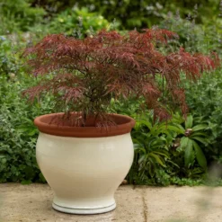 Ivory Bellied Planter 13 Ivory Bellied Planter -Cheap Plants Store pr2000045026 card6 lg