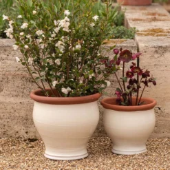 Ivory Bellied Planter 14 Ivory Bellied Planter -Cheap Plants Store pr2000045026 card7 lg