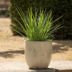 Glazed Ceramic Pot - White 11 Glazed Ceramic Pot - White -Cheap Plants Store pr2000046300 card3 lg