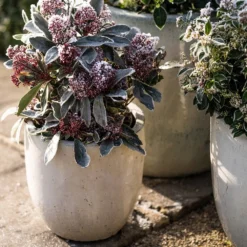 Glazed Ceramic Pot - White 13 Glazed Ceramic Pot - White -Cheap Plants Store pr2000046300 card5 lg