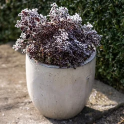 Glazed Ceramic Pot - White 14 Glazed Ceramic Pot - White -Cheap Plants Store pr2000046300 card6 lg