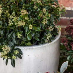 Glazed Ceramic Pot - White 16 Glazed Ceramic Pot - White -Cheap Plants Store pr2000046300 card8 lg