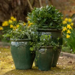 Glazed Terracotta Tulip Pot - Misty Green -Cheap Plants Store pr2000046304 card3 lg