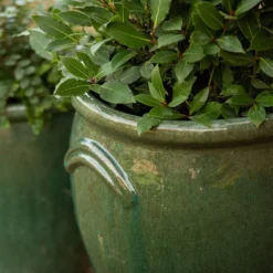 Glazed Terracotta Tulip Pot - Misty Green -Cheap Plants Store pr2000046304 card5 lg