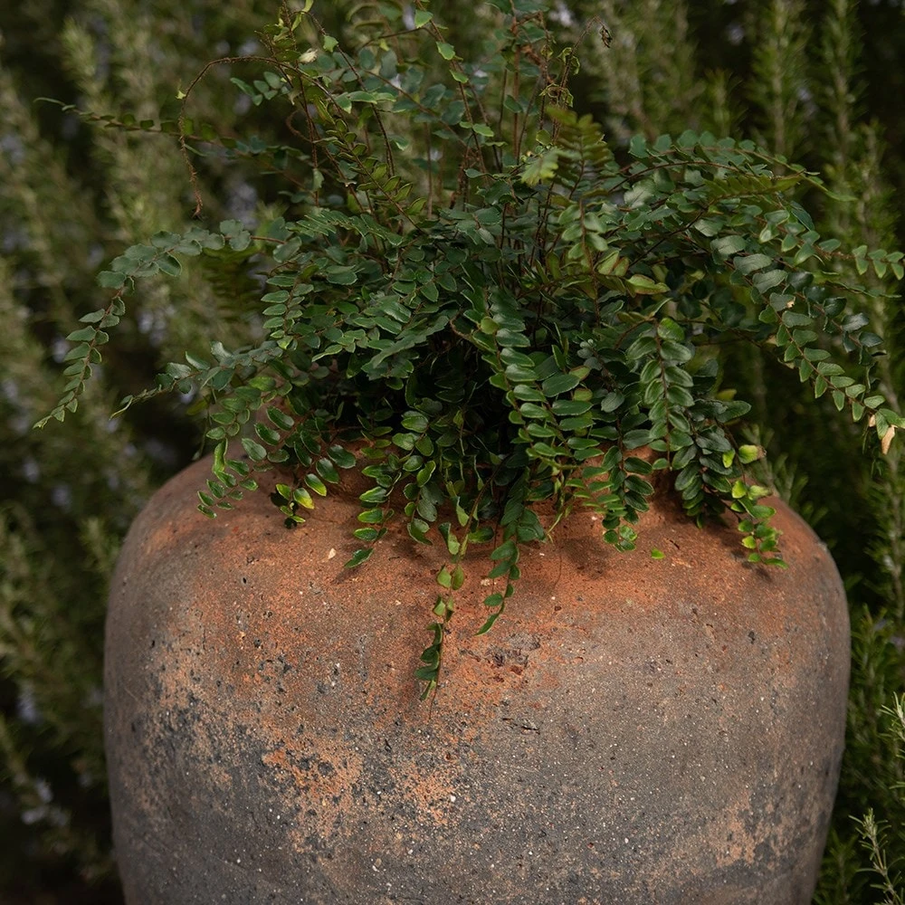 Terracotta Jar - Sandblasted 4 Terracotta Jar - Sandblasted - Image 4