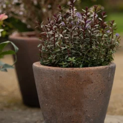 Tapered Terracotta Pot - Sandblasted 9 Tapered Terracotta Pot - Sandblasted -Cheap Plants Store pr2000046314 card3 lg