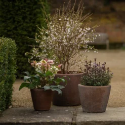 Tapered Terracotta Pot - Sandblasted 10 Tapered Terracotta Pot - Sandblasted -Cheap Plants Store pr2000046314 card4 lg