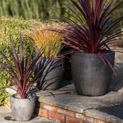 Cement Pot - Waxed -Cheap Plants Store pr2000046322 card5 lg