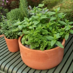 Terracotta Herb Bowl - Large 8 Terracotta Herb Bowl - Large -Cheap Plants Store pr2000046525 card4 lg