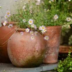Terracotta Erigeron Pot - Large 9 Terracotta Erigeron Pot - Large -Cheap Plants Store pr2000046528 card5 lg