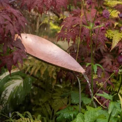 Pot Watering Droplet - Copper Scallop 9 Pot Watering Droplet - Copper Scallop -Cheap Plants Store pr2000046900 card4 lg
