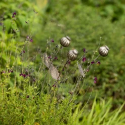 Poppy Seed Head Stake - Large Seed Head -Cheap Plants Store pr2000046971 card10 lg