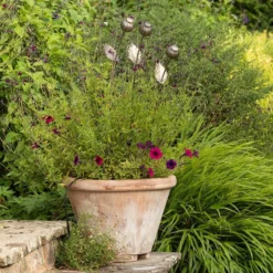 Poppy Seed Head Stake - Large Seed Head -Cheap Plants Store pr2000046971 card3 lg