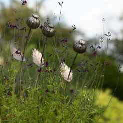 Poppy Seed Head Stake - Large Seed Head -Cheap Plants Store pr2000046971 card5 lg
