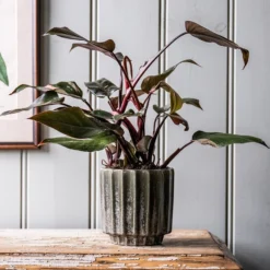 Scalloped Reactive Plant Pot - Green