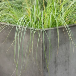 Square Terrace Planter - Weathered Cement -Cheap Plants Store pr2000048722 card5 lg