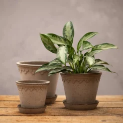Scalloped Tapered Plant Pot With Saucer - Grey Terracotta -Cheap Plants Store pr2000049049 card3 lg