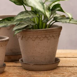 Scalloped Tapered Plant Pot With Saucer - Grey Terracotta -Cheap Plants Store pr2000049049 card4 lg