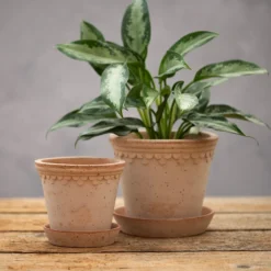 Scalloped Tapered Plant Pot With Saucer - Terracotta -Cheap Plants Store pr2000049052 card3 lg
