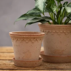 Scalloped Tapered Plant Pot With Saucer - Terracotta -Cheap Plants Store pr2000049052 card4 lg