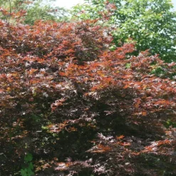 Acer Palmatum 'Atropurpureum' -Cheap Plants Store tr0000000076 card3 lg