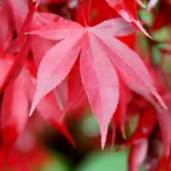 Acer Palmatum 'Bloodgood' -Cheap Plants Store tr0000000081 card3 lg