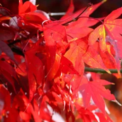 Acer Palmatum 'Bloodgood' -Cheap Plants Store tr0000000081 card4 lg