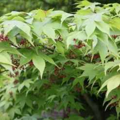 Acer Palmatum 'Osakazuki' 6 Acer Palmatum 'Osakazuki' -Cheap Plants Store tr0000000109 card3 lg