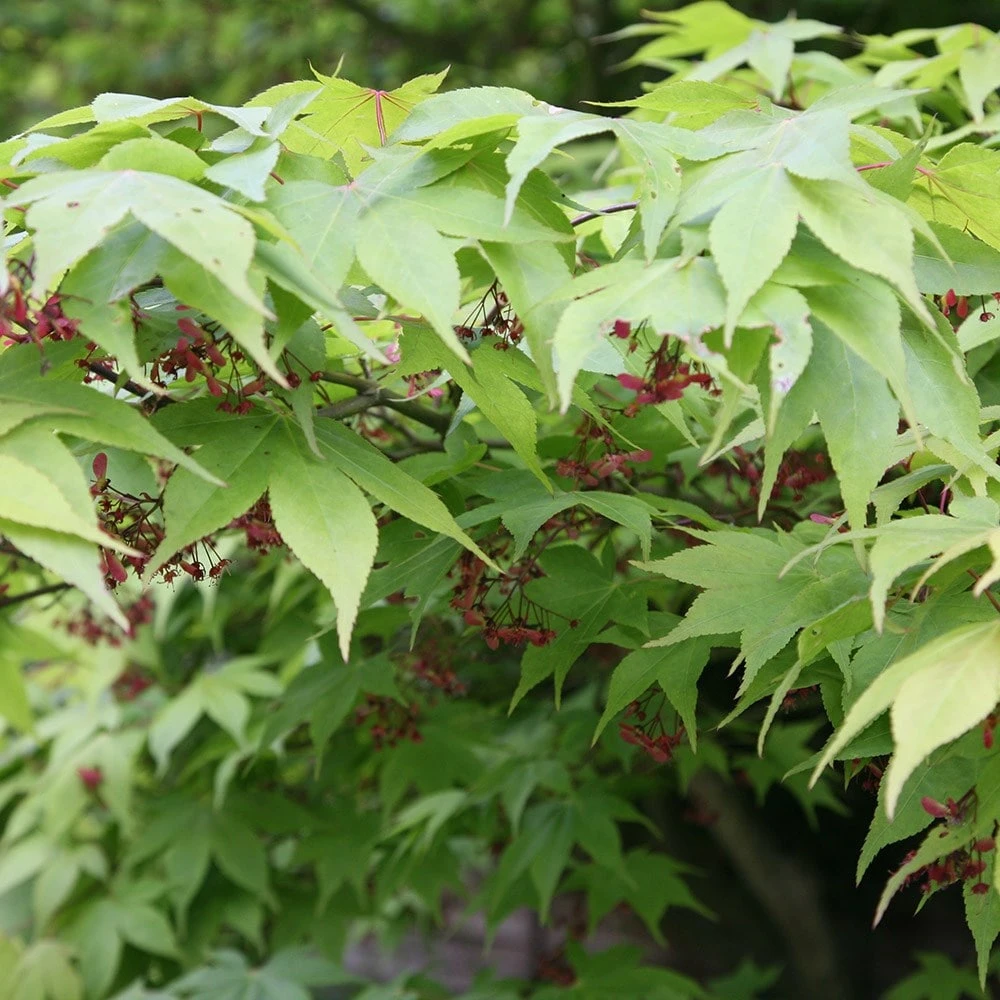 Acer Palmatum 'Osakazuki' 3 Acer Palmatum 'Osakazuki' - Image 3